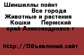 Шиншиллы пойнт ns1133,ny1133. - Все города Животные и растения » Кошки   . Пермский край,Александровск г.